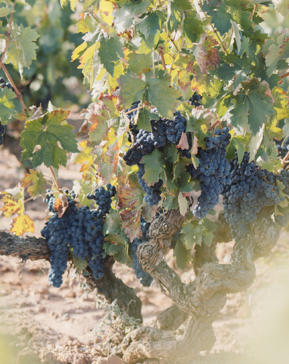 vines-web